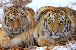 Bhutan and the Tiger Conservation Coalition Commit to Catalysing US$1 Billion for Tigers